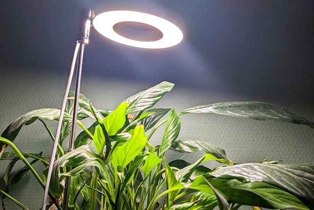 led-light-above-peace-lily.jpg