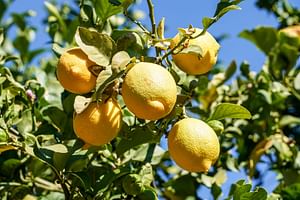 Citrus limon