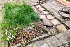 Turning my Tiled Gray Backyard into a Green Garden