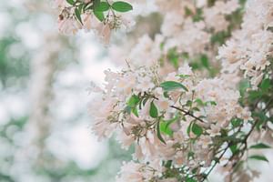 Ligustrum