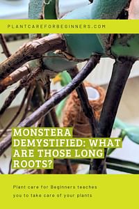 Monstera demystified: What are those long roots?