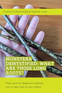 Monstera demystified: What are those long roots?