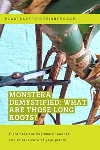 Monstera demystified: What are those long roots?