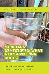 Monstera demystified: What are those long roots?