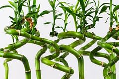 How do you take care of Bamboo indoors?