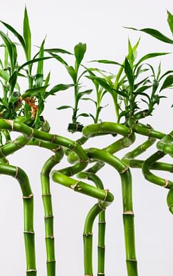 How do you take care of Bamboo indoors?