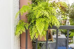 Adiantum (Maidenhair fern)