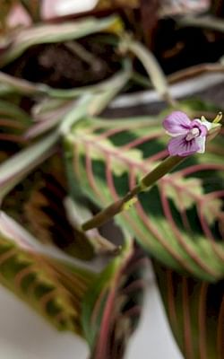 How to care for a Maranta Leuconora (Prayer plant)