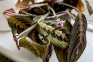 Maranta Prayer Plant