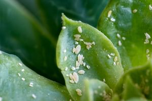 How to get rid of mealybugs on houseplants