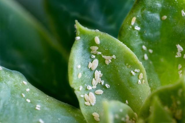 Mealybugs