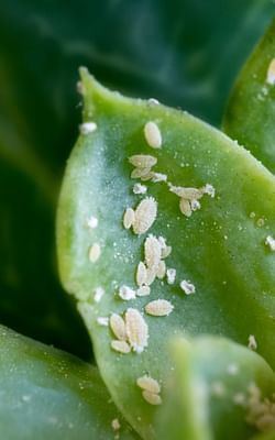 How to get rid of mealybugs on houseplants