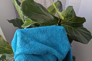 Video: How to remove dust from your houseplants