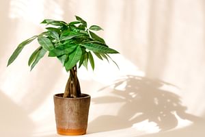 Money Tree (Pachira Aquatica)