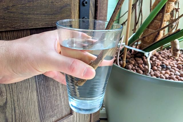 monstera-air-root-in-water.jpg
