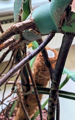 Monstera demystified: What are those long roots?