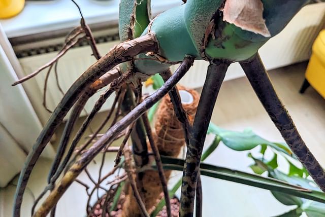 monstera-air-roots.jpg