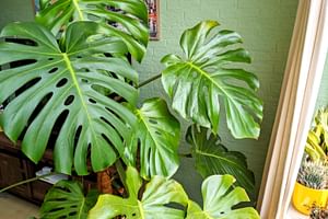 To rotate your plant, or not to rotate your plant, that is the question
