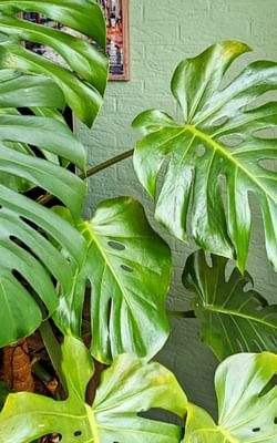 To rotate your plant, or not to rotate your plant, that is the question