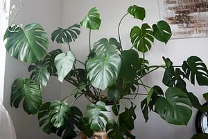 How to care for a Monstera