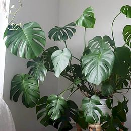 Monstera