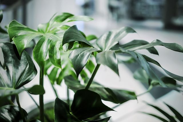 Monstera in a dark place