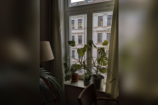 Monstera in windowsill growing towards light