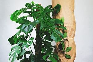 How to buy houseplants in the winter