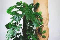 How to buy houseplants in the winter