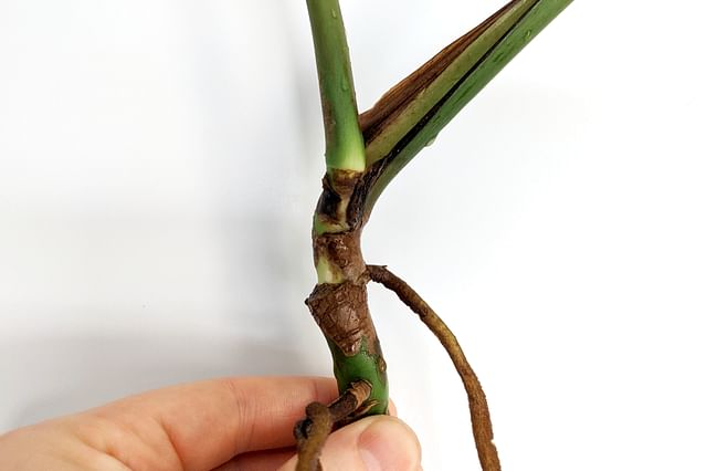 Monstera node