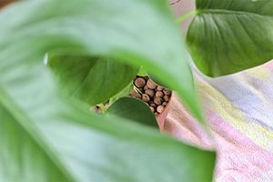 How to grow a Monstera in Leca