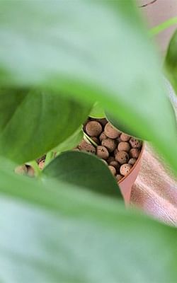 How to grow a Monstera in Leca