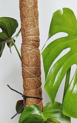 How to use a Moss pole for your houseplants