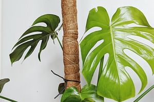Monstera