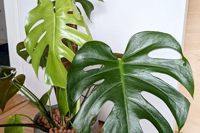 Monstera leaves growing towards the light
