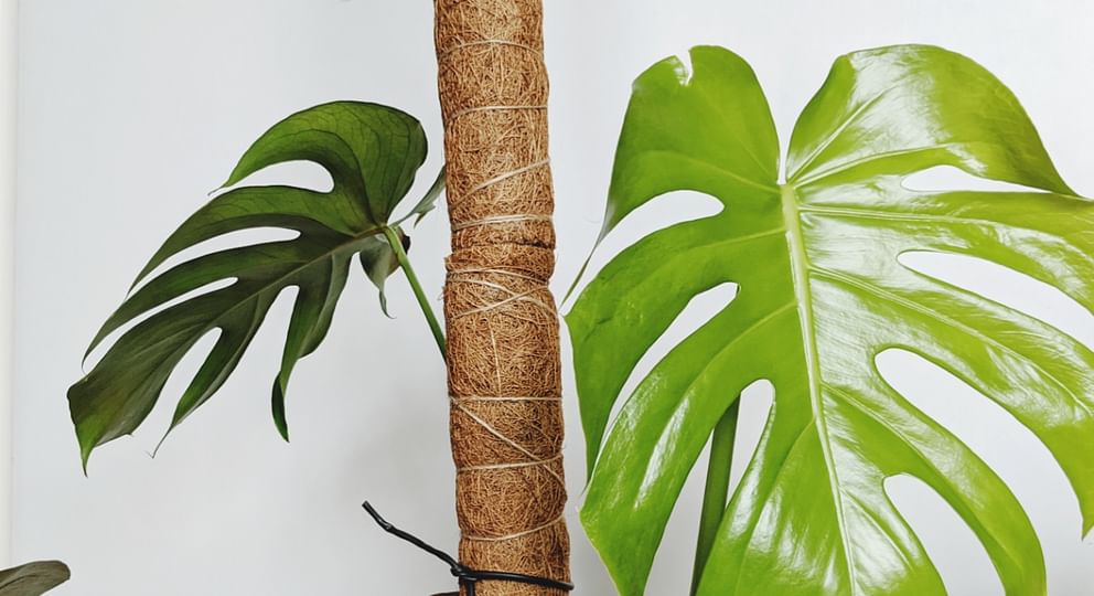 Monstera on Moss pole