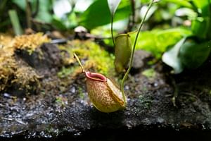 How to take care of a Nepenthes (Monkey Cup) plant