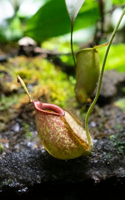 How to take care of a Nepenthes (Monkey Cup) plant