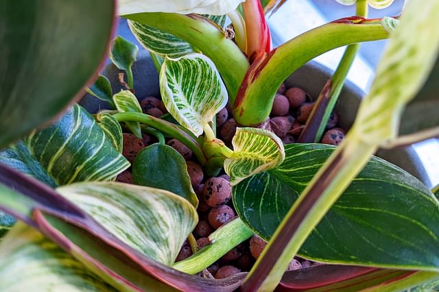 New growth on a Philodendron Birkin in Leca