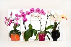 How to take care of Orchids