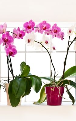How to take care of Orchids