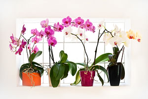 How to take care of Orchids