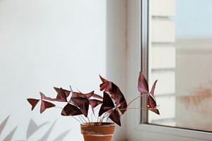 Oxalis purpurea