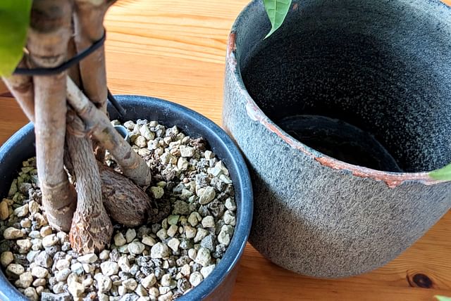 Pachira aquatica in pot