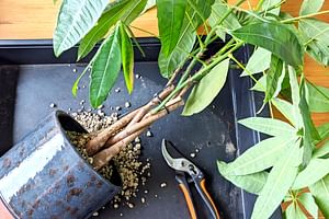 How to repot a Pachira Aquatica