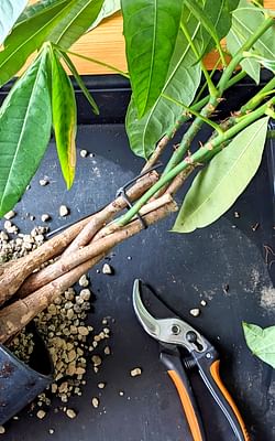 How to repot a Pachira Aquatica