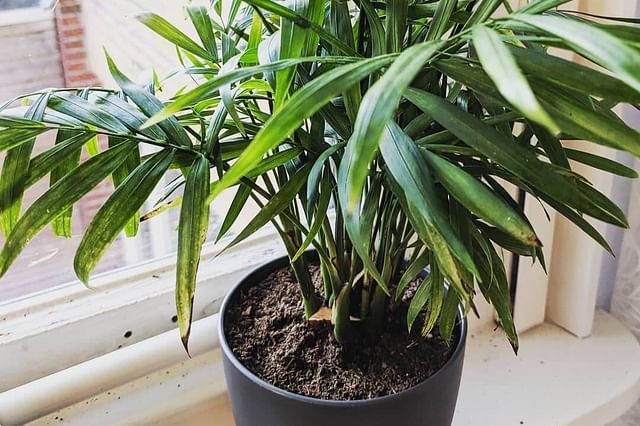Parlor palm