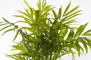 Parlor palm