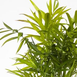 Parlor palm