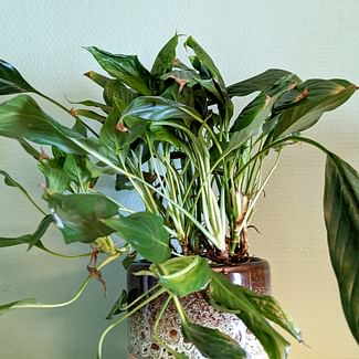 Read a plant care guide